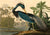 3AA4974 - John James Audubon - Louisiana Heron
