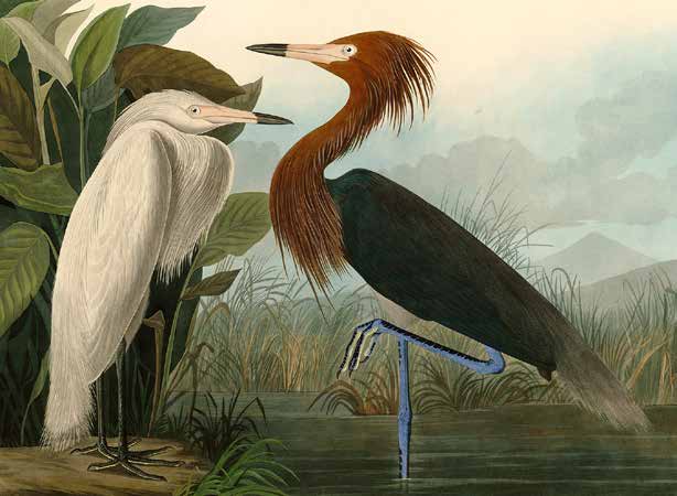 3AA4975 - John James Audubon - Purple Heron