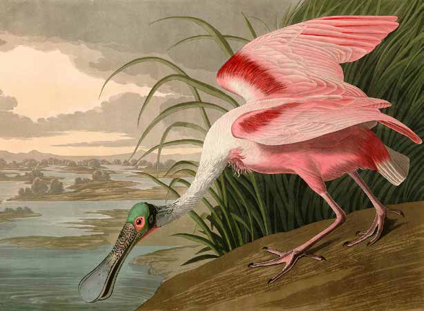3AA4976 - John James Audubon Roseate Spoonbill