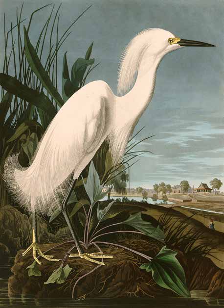 3AA4977 - John James Audubon - Snowy Heron or White Egret