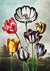 3AA5227 - Robert John Thornton - Tulips from The Temple of Flora