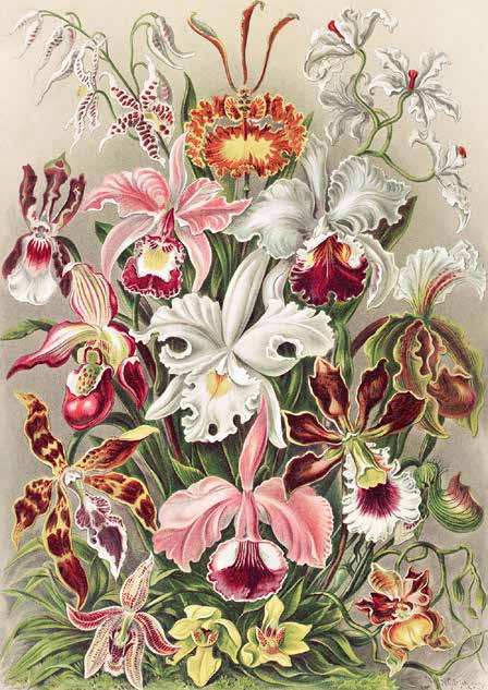 3AA5247 - Ernst Haeckel - Orchidaeacae