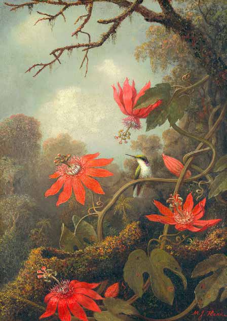 3AA5249 - Ernst Haeckel - Hummingbird and Passionflowers
