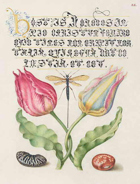 3AA5645 - Bocskay Hoefnagel - From the Model Book of Calligraphy, I