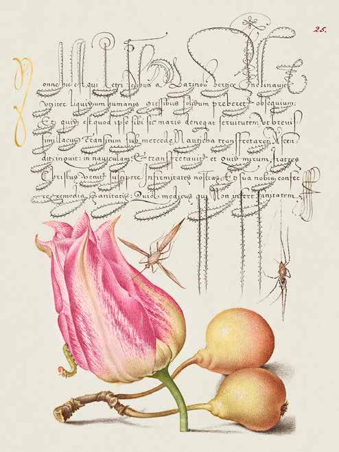 3AA5651 - Bocskay Hoefnagel - From the Model Book of Calligraphy, VII