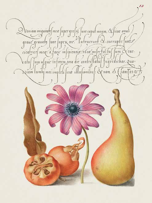 3AA5652 - Bocskay Hoefnagel - From the Model Book of Calligraphy, VIII