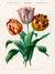 3AA5653 - Charles Dessalines D’Orbigny - Didier’s Tulip