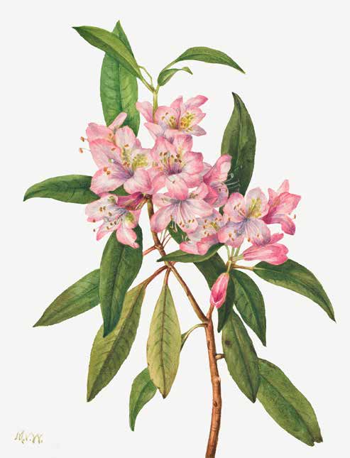 3AA5654 - Mary Vaux Walcott - Rose Bay Rhododendron, 1932