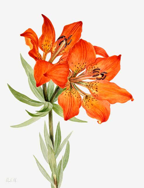 3AA5655 - Mary Vaux Walcott - Red Lily, 1923