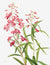 3AA5656 - Mary Vaux Walcott - Fireweed, 1902