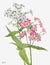 3AA5657 - Mary Vaux Walcott - Perennial Phlox