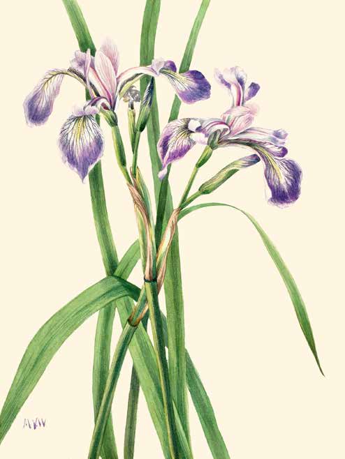 3AA5660 - Mary Vaux Walcott - Blueflag Iris, 1919