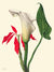 3AA5661 - Mary Vaux Walcott - Calla Lily, 1877