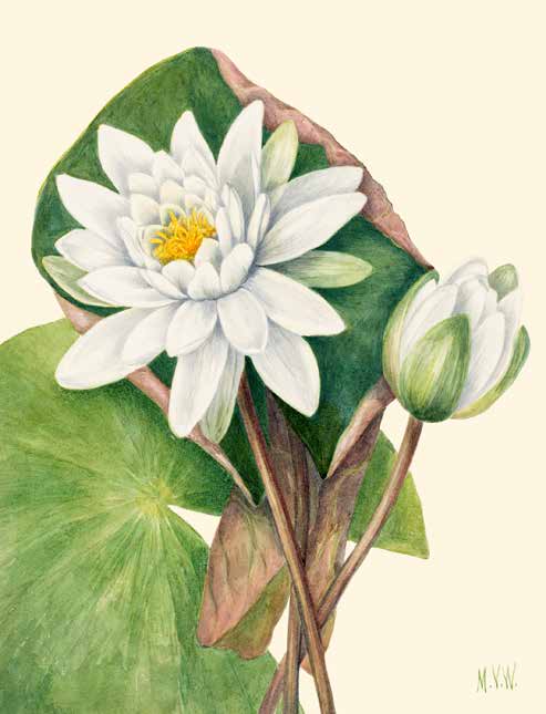 3AA5662 - Mary Vaux Walcott - American Waterlily, 1920