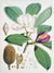 3AA5666 - Walter Hood Fitch - Magnolia Hodgsonii, 1855