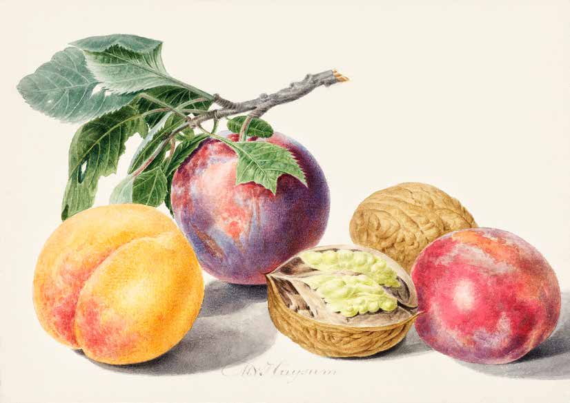 3AA5667 - Michiel van Huysum - Fruits I