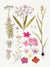 3AA5669 - Anonymous - Hand drawn pink flowers