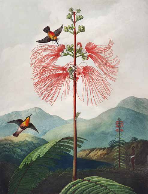 3AA5671 - Robert John Thornton - Sensitive Plant from The Temple of Flora