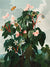 3AA5673 - Robert John Thornton - Begonia from The Temple of Flora