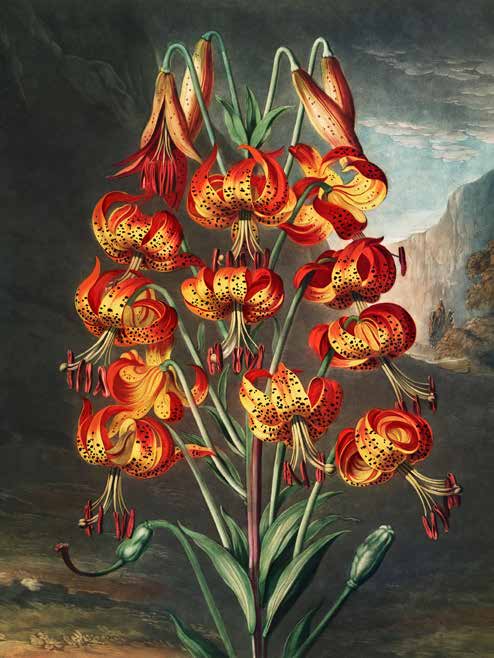 3AA5674 - Robert John Thornton - The Lily from The Temple of Flora