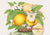 3AA5679 - Anonymous - Basket of lemons
