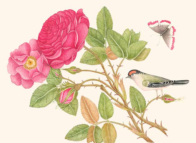 3AA5694 - Anonymous - A bird on rose branch