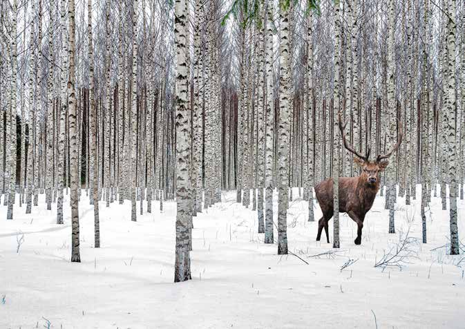 3AP6152 - Pangea Images - Stag in Birch Forest, Norway