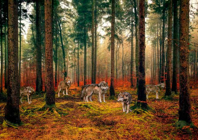 3AP6155 - Pangea Images - Pack of Wolves in the Woods
