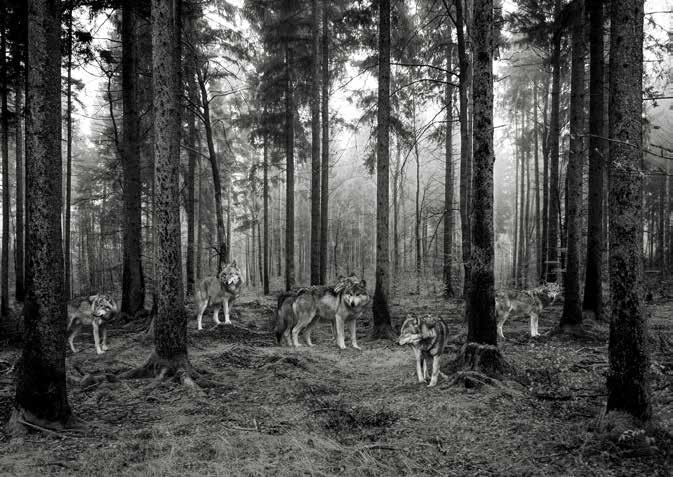3AP6156 - Pangea Images - Pack of Wolves in the Woods (BW)
