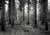 3AP6156 - Pangea Images - Pack of Wolves in the Woods (BW)