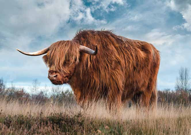 3AP6279 - Pangea Images - Scottish Highland Bull