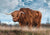 3AP6279 - Pangea Images - Scottish Highland Bull