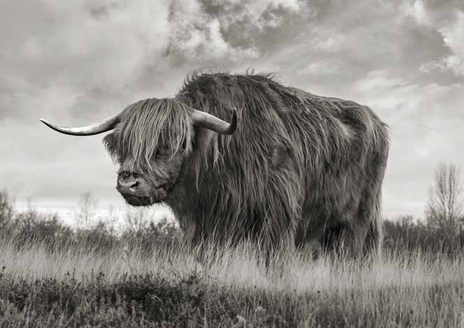 3AP6280 - Pangea Images - Scottish Highland Bull (BW)
