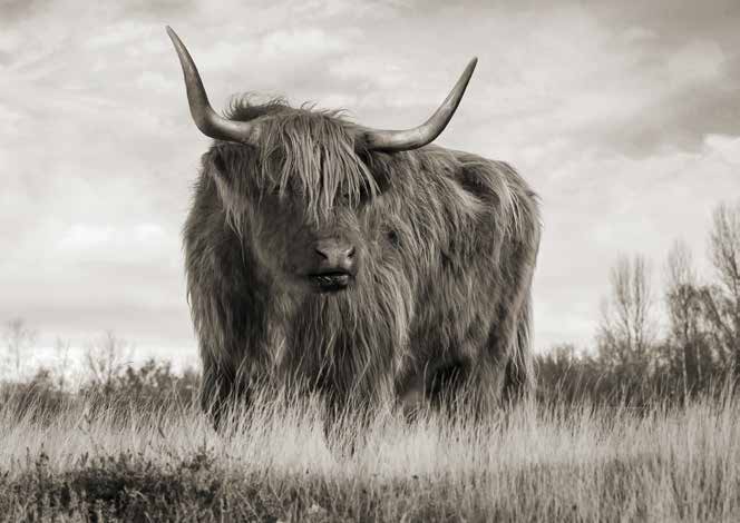 3AP6281 - Pangea Images - Scottish Highland Cattle (BW)