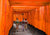 3AP6282 - Pangea Images - Fushimi Inari Shrine, Kyoto