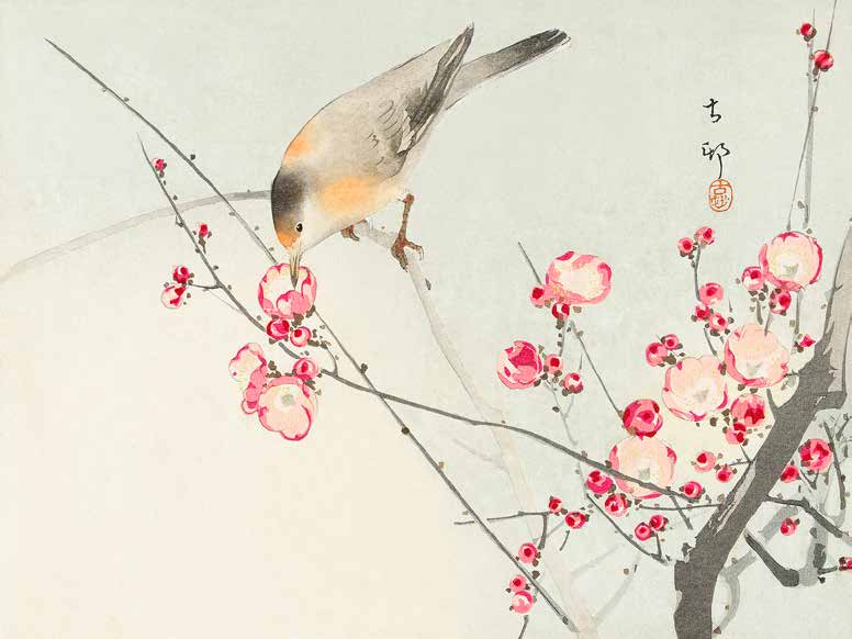 3JP5036 - Ohara Koson - Songbird on blossom Branch