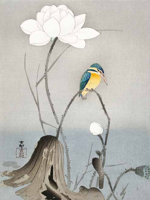 3JP5684 - Ohara Koson - Kingfisher with Lotus Flower