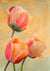 3LC5830 - Luca Villa - Golden Tulips (detail)