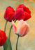 3LC5831 - Luca Villa - Ruby Tulips