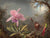 3MH5879 - Martin Johnson Heade - Cattleya orchid and three hummingbirds