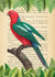 3SL5351 - STEF LAMANCHE - The Australian king parrot, After Levaillant