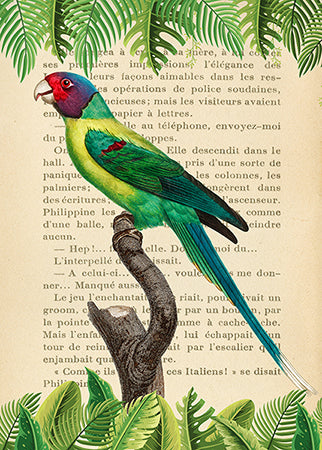 3SL5356 - STEF LAMANCHE - The Plum-Headed Parakeet, After Levaillant