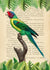 3SL5356 - STEF LAMANCHE - The Plum-Headed Parakeet, After Levaillant