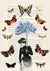 3SL5572 - Stef Lamanche - Lady of Butterflies