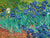 3VG1436 - Vincent van Gogh - Irises