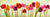 4LC504 - LUCA VILLA - Tulip parade