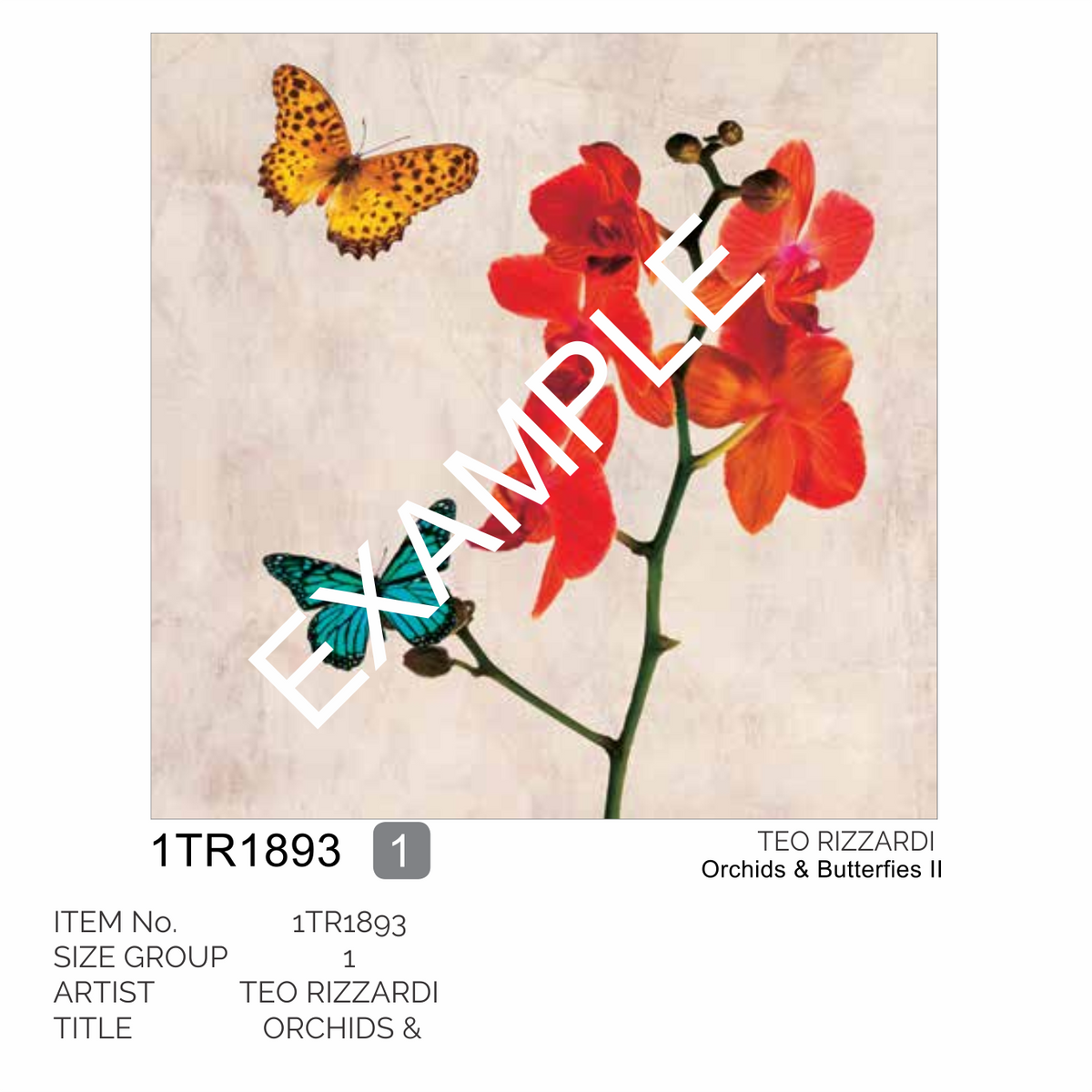 3SL5349 - STEF LAMANCHE - L&#39;Acrobate